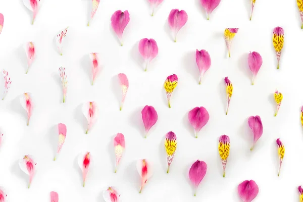 Delicate Roze Alstroemeria Bloemblaadjes Geïsoleerde Achtergrond Vlakke Lay Bovenaanzicht Kopieerruimte — Stockfoto