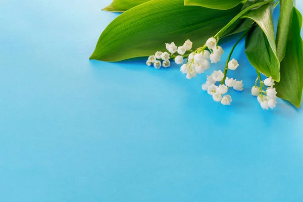Yeşil Yapraklı Güzel Beyaz Vadi Zambakları Davetiye Tebrik Için Mavi — Stok fotoğraf