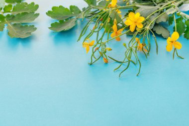 Bir tebrik kartı için mavi arka planda güzel bir buket celandine. Düz konum, üst görünüm, uzay konseptini kopyala.