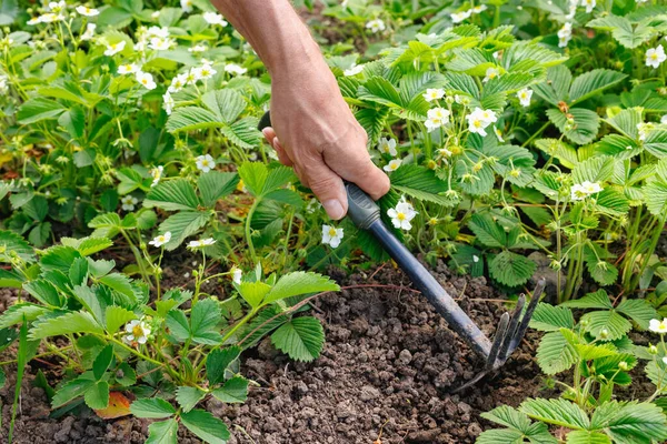 Contadino Che Prende Cura Dei Germogli Fragole All Aperto Mani — Foto Stock