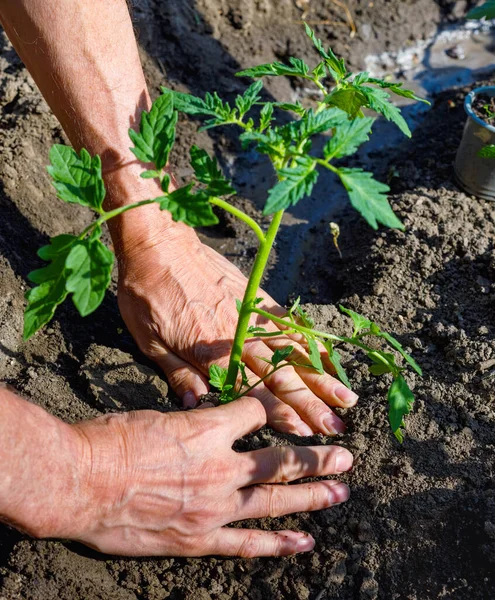 Agricoltore Piantare Giovani Piantine Pomodoro Orto Mani Forti Vicino — Foto Stock