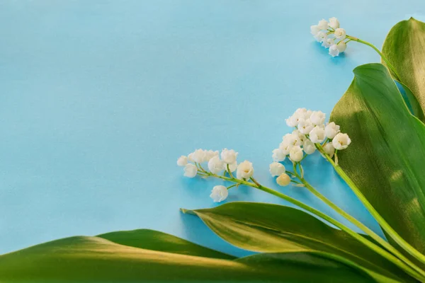 Lírios Brancos Bonitos Vale Com Folhas Verdes Fundo Azul Para — Fotografia de Stock