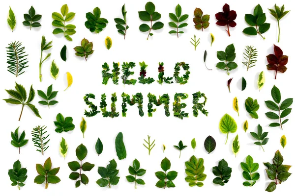 白い孤立した背景に様々な緑の葉のパターン 葉からの手紙 Hello Summer — ストック写真