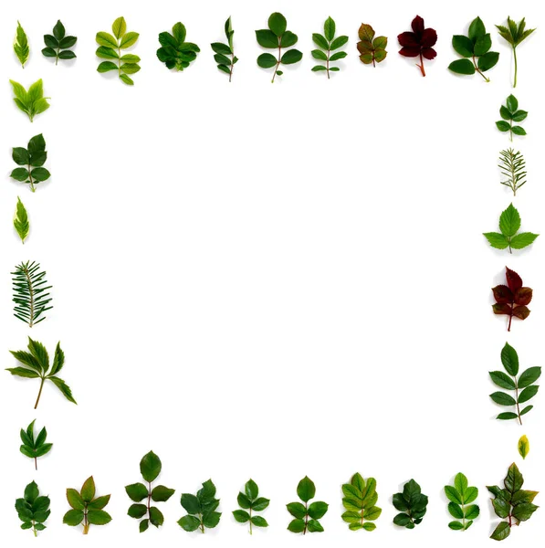 Patroon Van Verschillende Groene Bladeren Witte Geïsoleerde Achtergrond Vlakke Lay — Stockfoto