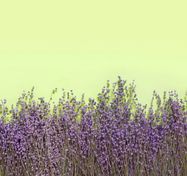 绿纸背景上的干紫色香味薰衣草芬芳 平面布局 顶视图 复制空间概念 — 图库照片