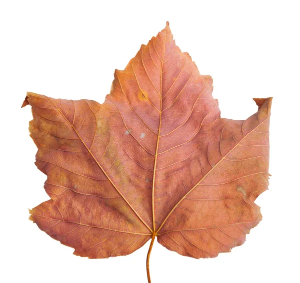 Otoño Rama Arce Con Hojas Aisladas Sobre Fondo Blanco —  Fotos de Stock