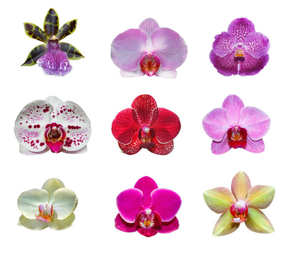 Set of beautiful pink orchids flowers on white isolated background