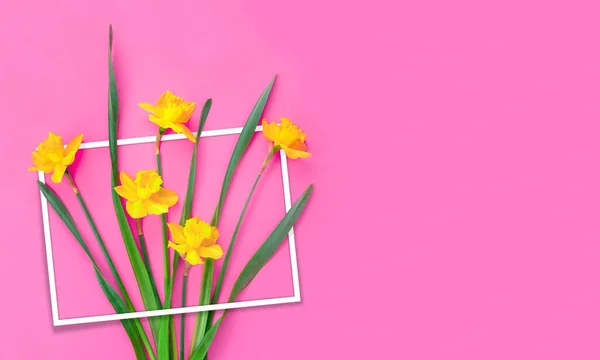 Conjunto Belos Narcisos Amarelos Jazem Sobre Fundo Rosa Flat Lay — Fotografia de Stock