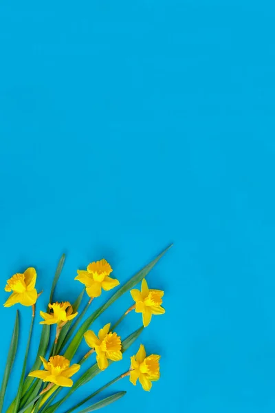 Set Beautiful Yellow Daffodils Lie Blue Background Flat Lay Top — Stock Photo, Image