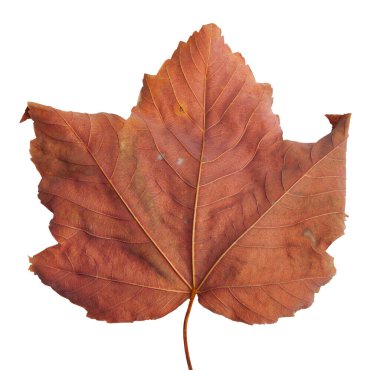 Beyaz arkaplanda yaprakları olan sonbahar akçaağaç dalı