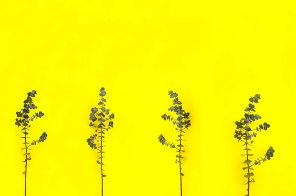 黄色の紙の背景に乾燥ユーカリの美しい緑の枝 — ストック写真
