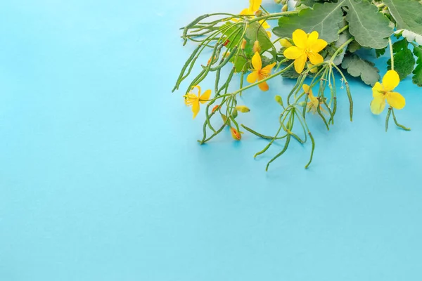 Vacker Bukett Celandine Blå Bakgrund För Ett Gratulationskort Platt Låg — Stockfoto