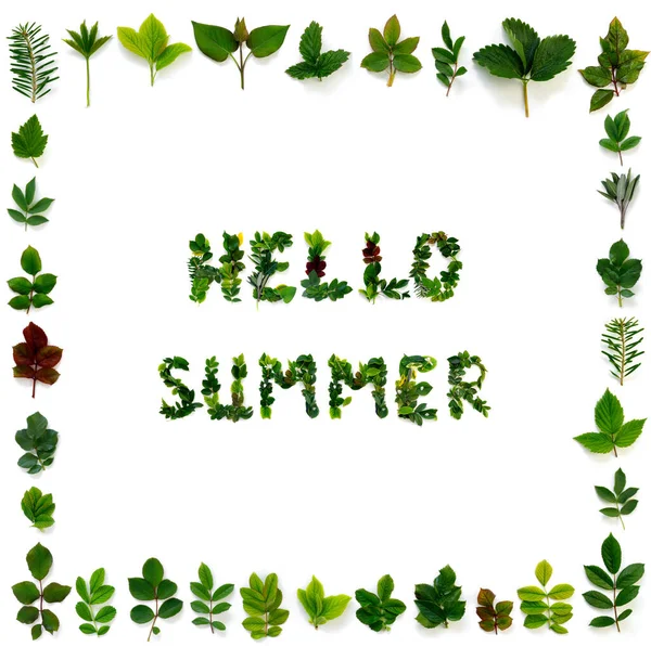 白い孤立した背景に様々な緑の葉のパターン 葉からの手紙 Hello Summer — ストック写真
