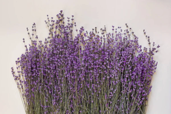 Ramo Lavanda Fragante Púrpura Seca Sobre Fondo Papel Verde Plancha —  Fotos de Stock