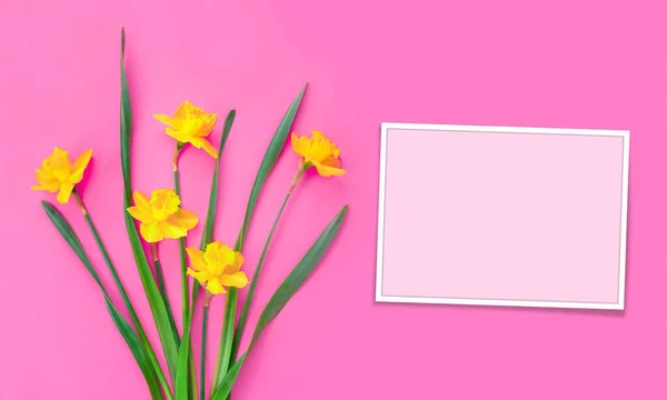 一套漂亮的黄色水仙花躺在粉红色的背景上 平面放置顶部视图 并为您的文本提供复制空间 — 图库照片