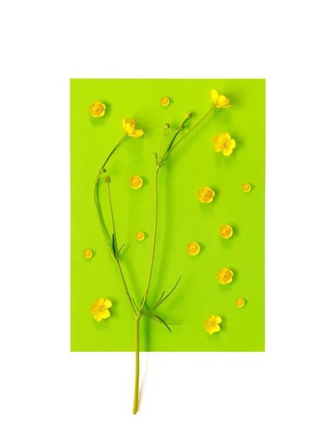 Krásná Jemná Pohlednice Vzorem Žlutých Máslových Květin Sváteční Pozdrav Nebo — Stock fotografie