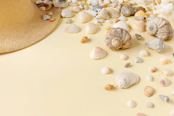 Beautiful Straw Hat Shells Ocean Coast Nature Summer Background — Stock Photo, Image