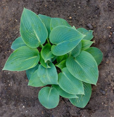 Hosta genellikle hostas, zambak ya da giboshi olarak bilinen bitki cinsidir. Doğa arkaplan resmi.