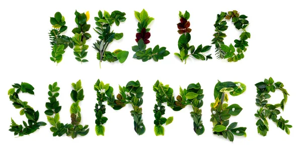 Modello Varie Foglie Verdi Sfondo Bianco Isolato Lettering Foliage Ciao — Foto Stock