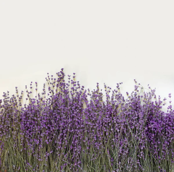 Ramas Lavanda Fragante Púrpura Seca Sobre Fondo Papel Verde Plancha —  Fotos de Stock