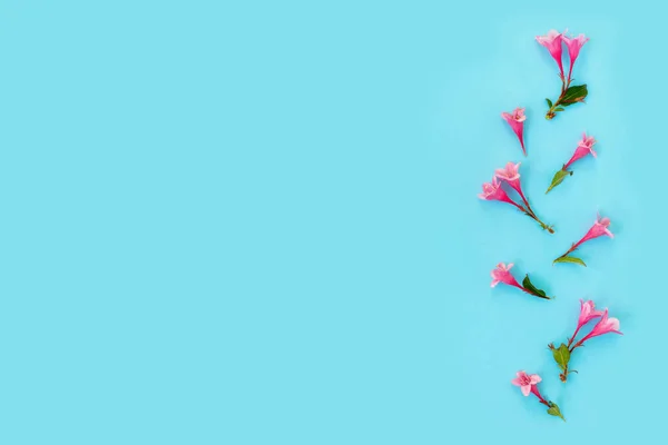 Mooie Roze Weigela Bloemen Blauwe Papieren Achtergrond Trendy Creatieve Achtergrond — Stockfoto