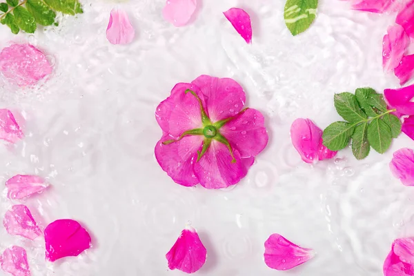 Blommor Och Kronblad Vacker Rosa Ros Med Vattendroppar Vit Bakgrund — Stockfoto
