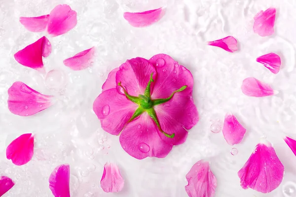 Blommor Och Kronblad Vacker Rosa Ros Med Vattendroppar Vit Bakgrund — Stockfoto