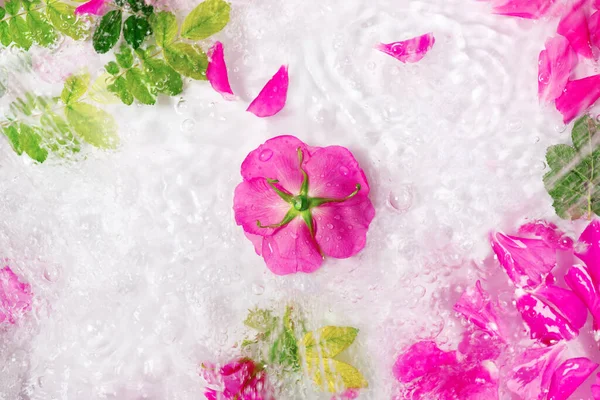 Beyaz arka planda su damlaları olan güzel pembe bir gülün çiçek ve yaprakları. Yaratıcı dalgalar, sıçramalar ve çiçek desenleri..