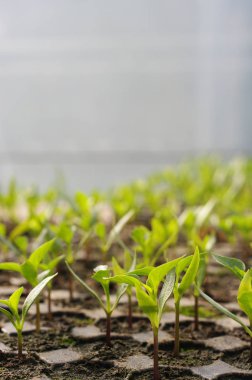 Serada büyüyen bitkiler düşük açılı görünüş