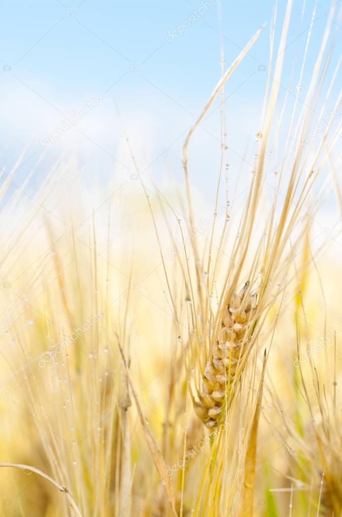 Close up of ripe golden wheat at sunrise