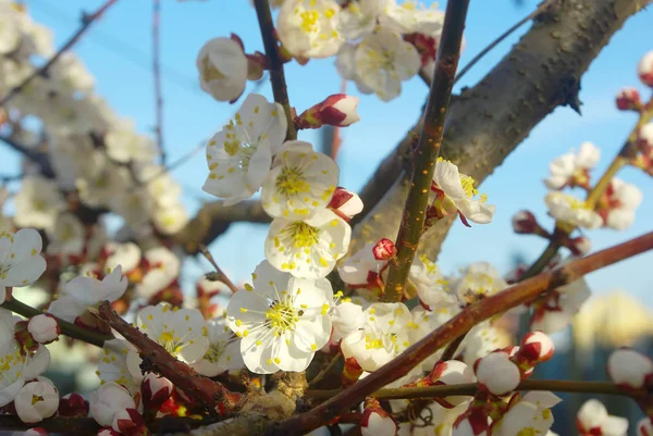 Spring white blossom. Seasonal blossoming tree springtime. — Stock Photo, Image