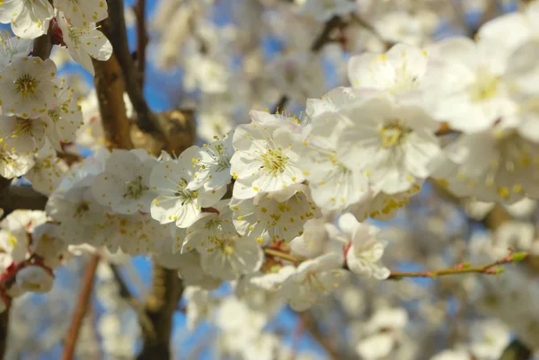 Floraison saisonnière arbre printemps. Printemps fleur blanche — Photo
