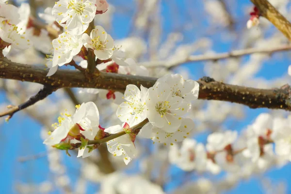 April garden natural tree branch. Spring white blossom. — Stock Photo, Image