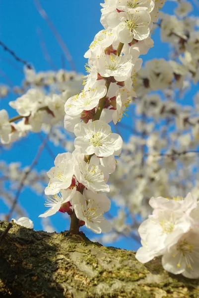 Avril jardin branche d'arbre naturel. Printemps fleur blanche . — Photo