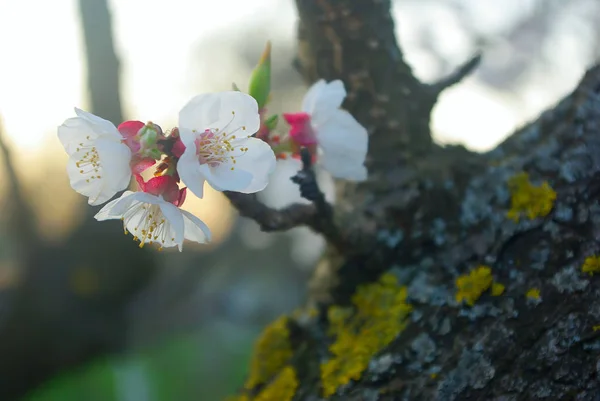 Blossoming closeup tree petals — Stock Photo, Image