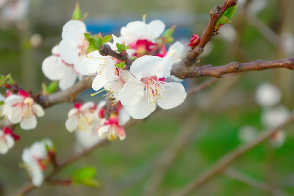 Spring blossom white color. Beautiful outdoor blooming garden — Stock Photo, Image