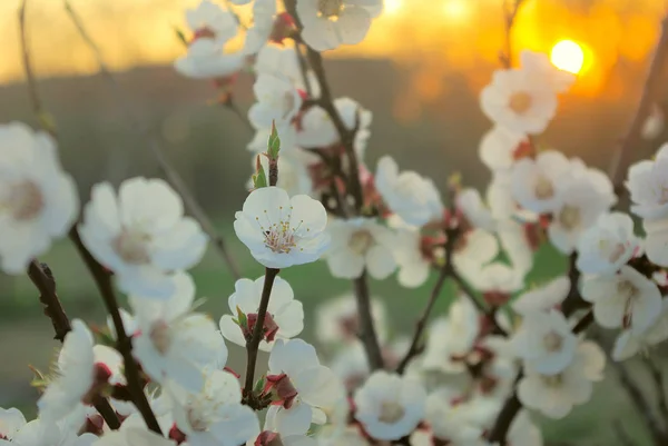 Spring tree blossom in sunset sunrise yellow color — Stock Photo, Image