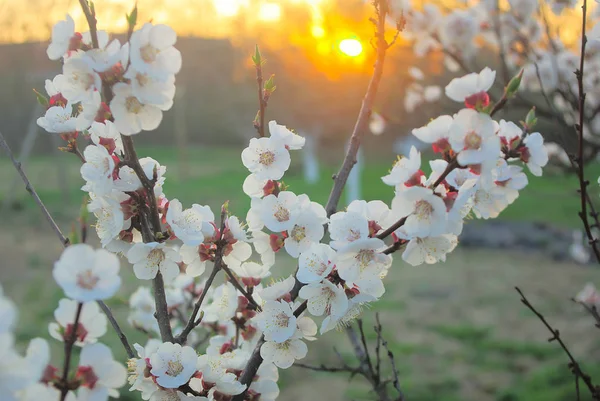 Beautiful outdoor blooming garden. — Stock Photo, Image