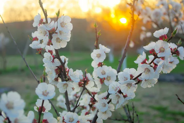 Blossoming closeup tree petals. — Stock Photo, Image