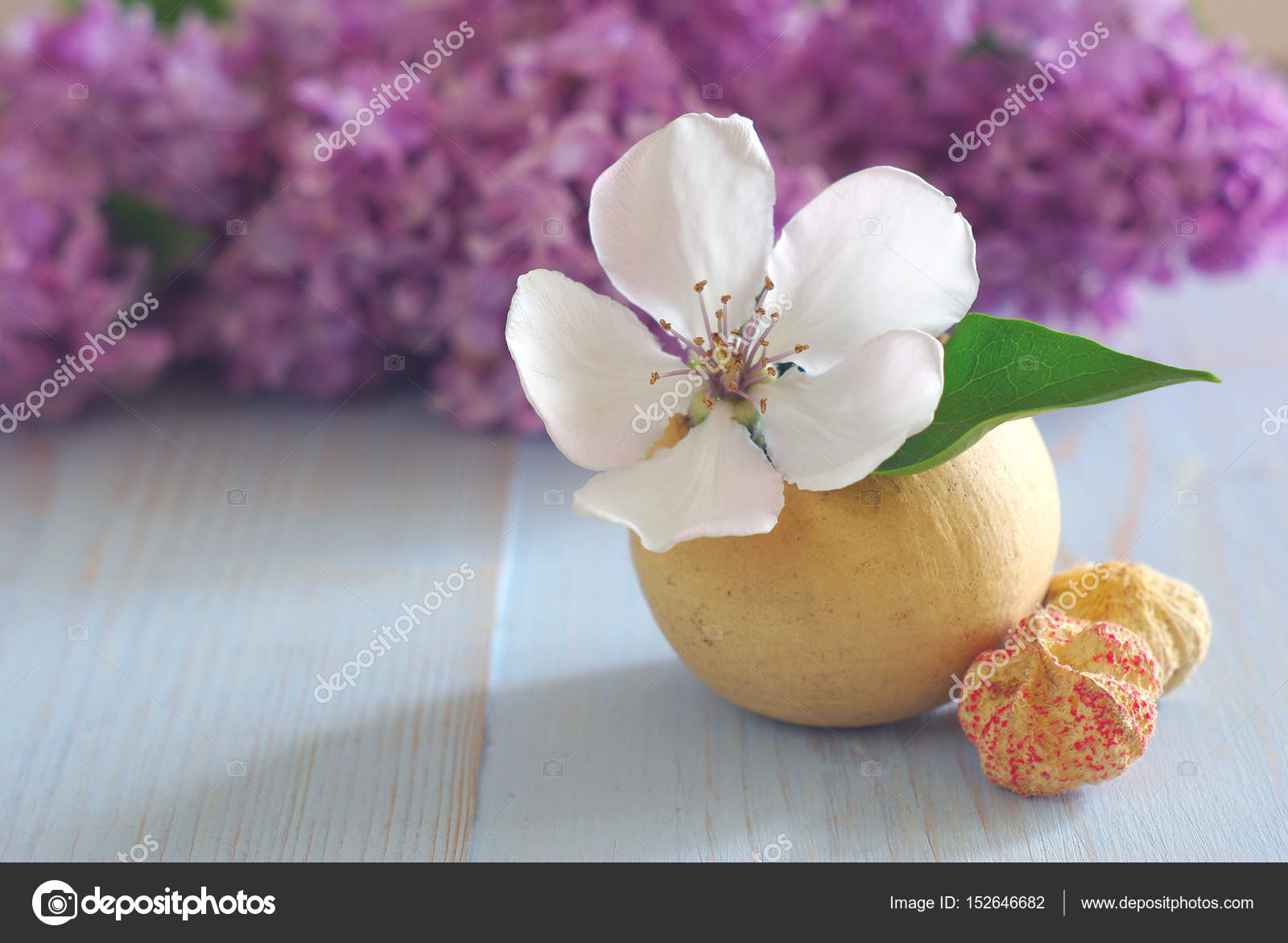 White Flower Still Life Vintage Background Stock Photo White Flower Still Life Vintage Background Stock Photo
