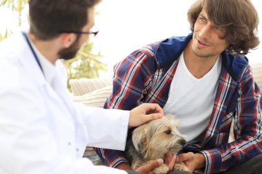 belgili tanımlık Yorkshire korkunç bir muayene veteriner yürütmektedir.
