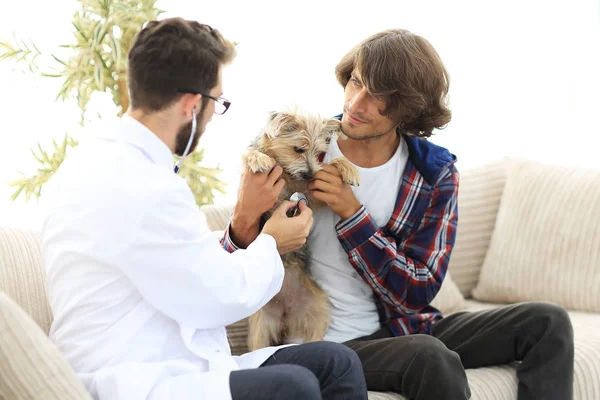 Sevgi dolu sahibi ile bir veteriner ofiste a Yorkshire korkunç