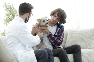 Sevgi dolu sahibi ile bir veteriner ofiste a Yorkshire korkunç