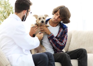 Sevgi dolu sahibi ile bir veteriner ofiste a Yorkshire korkunç