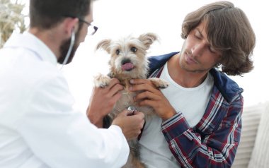 Sevgi dolu sahibi ile bir veteriner ofiste a Yorkshire korkunç
