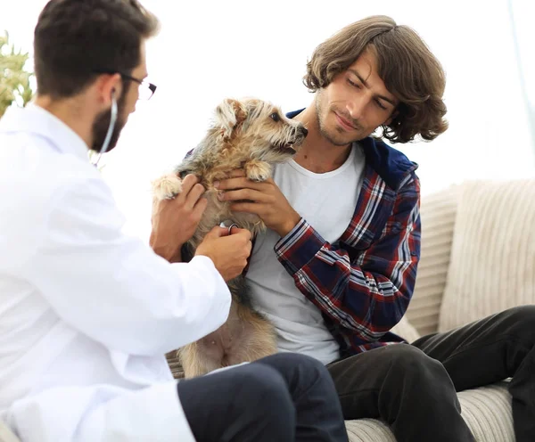 Sevgi dolu sahibi ile bir veteriner ofiste a Yorkshire korkunç