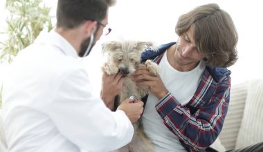 Sevgi dolu sahibi ile bir veteriner ofiste a Yorkshire korkunç