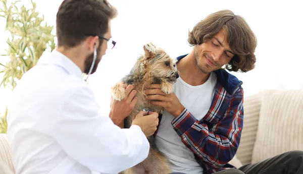 Sevgi dolu sahibi ile bir veteriner ofiste a Yorkshire korkunç