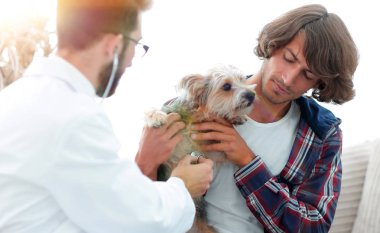 Sevgi dolu sahibi ile bir veteriner ofiste a Yorkshire korkunç