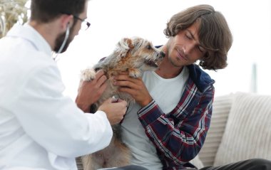 Sevgi dolu sahibi ile bir veteriner ofiste a Yorkshire korkunç